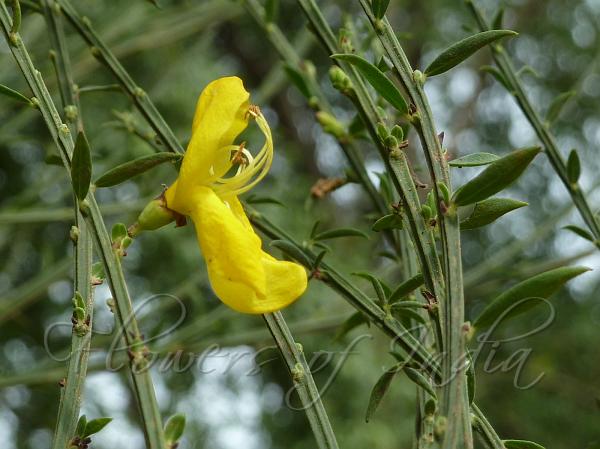 Scotch Broom
